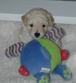 A B star poodle puppy