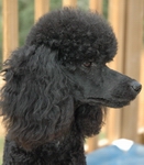 A head study of a B star poodle