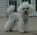A stunning white toy poodle from the B star poodle kennel, Nashville