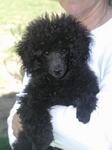 A typical poodle puppy from the B star poodle kennel, Nashville