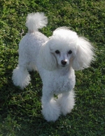 Honey bee a white toy poodle from the B star poodle kennel in the USA