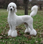 Korben a talented canine freestyle poodle