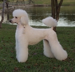 Leeloo a member of the B a star dog training team in Nashville