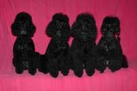 Four black minatures from the B star poodle kennel in the USA