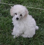 Ray ray a toy poodle who loves canine freestyle