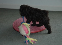 A puppy playing on a buji board
