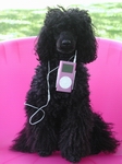 Neo a black mini poodle who performs canine freestyle