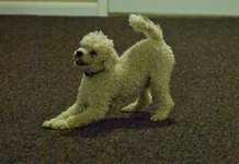 Ray ray a toy poodle taking a bow